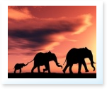 Animal Research Papers
