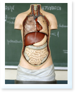 Biology Research Paper