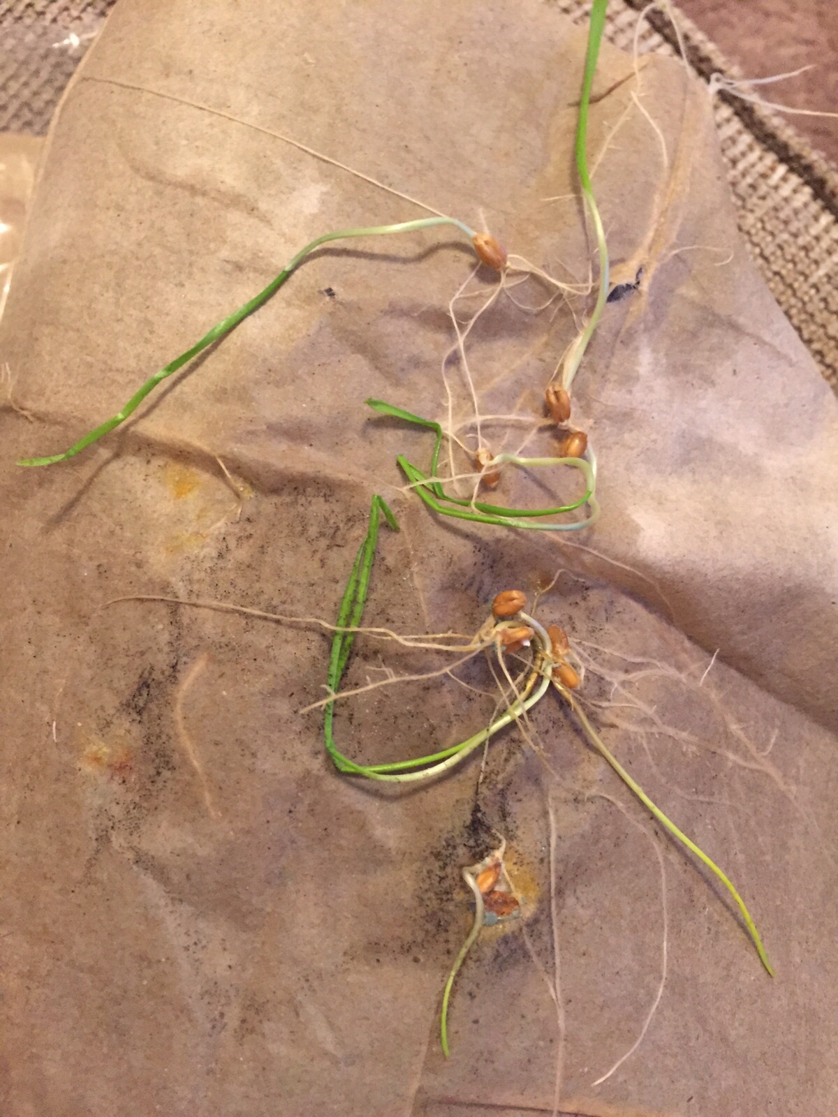 This image shows the seeds that germinated in M M orange juice after 13 days.